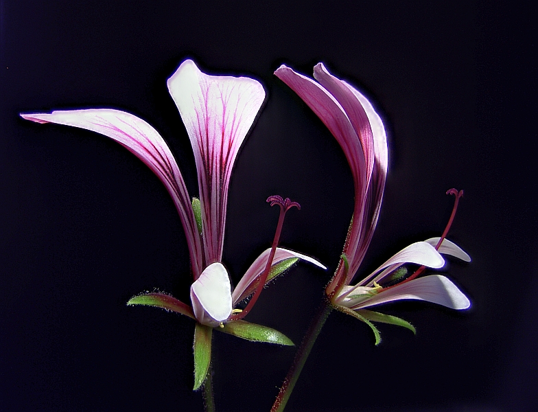 Pelargonie